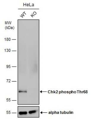 <b>Genetic Strategies Validation. </b>Knockout Validated: Chk2 [p Thr68] Antibody [NBP3-13076] - Wild-type (WT) and Chk2 (phospho Thr68) knockout (KO) HeLa cell extracts (30 ug) were separated by 7.5% SDS-PAGE, and the membrane was blotted with Chk2 (phospho Thr68) antibody (NBP3-13076) diluted at 1:500. The HRP-conjugated anti-rabbit IgG antibody (NBP2-19301) was used to detect the primary antibody, and the signal was developed with Trident ECL plus-Enhanced.